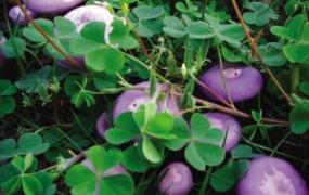 紫色的蘑菇有没有毒 紫花脸蘑菇做法