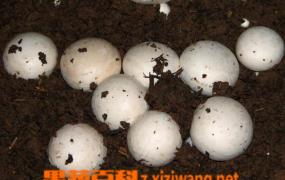 怎样培育蘑菇菌种 怎样培养蘑菇菌丝