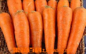 转基因胡萝卜与普通胡萝卜区别 转基因胡萝卜危害