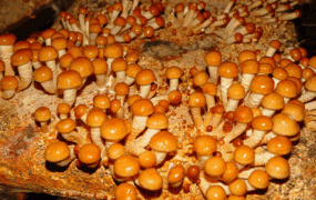 巴西蘑菇的药用价值和功效