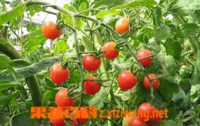 什么是番茄保鲜术 番茄保鲜术的功效与作用