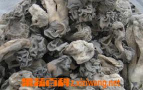 新疆巴楚蘑菇图片 新疆巴楚蘑菇怎么吃