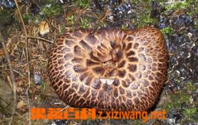 新疆野生蘑菇图片和种类