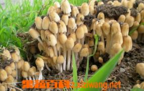 杨树蘑菇的营养价值 吃杨树蘑菇的好处