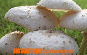 白草菇怎么做 白草菇的做法步骤
