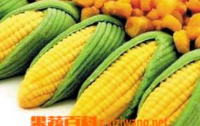 玉米的功效与作用 吃玉米的好处