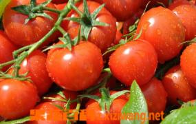 吃西红柿能减肥吗 怎么吃西红柿减肥