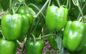青椒的功效与作用 吃青椒的好处