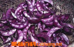 紫色扁豆怎么做好吃 紫色扁豆的做法