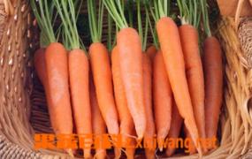 胡萝卜的营养价值及功效 胡萝卜怎么吃最营养