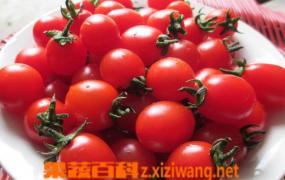 小西红柿的功效与作用 吃小西红柿的好处