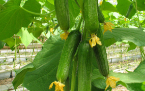 青瓜的营养价值和功效 吃青瓜的好处