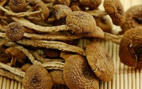 茶树菇的功效与作用 吃茶树菇的好处