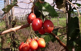 树番茄的功效与作用 吃树番茄的好处