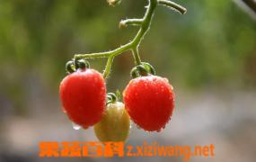 樱桃小番茄的种植方法