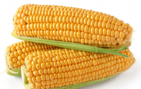吃玉米的好处有哪些 吃玉米能明目美容