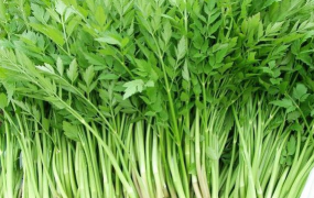 生芹菜的功效与作用 吃生芹菜的好处
