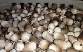 草菇的功效与作用 草菇能预防癌症吗