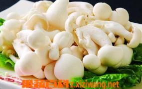 白玉菇的营养价值 吃白玉菇的好处