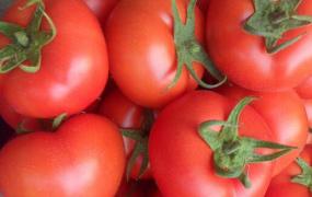 西红柿怎么吃减肥 西红柿的常见吃法