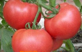 吃番茄的禁忌 吃番茄要注意什么