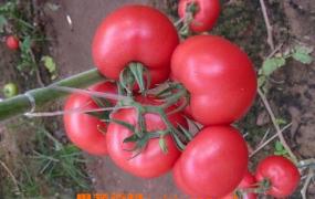 番茄的营养价值 吃番茄的好处