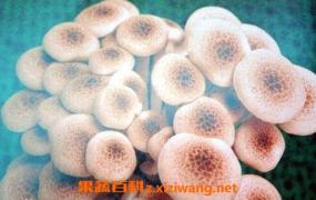 海鲜菇的功效和作用 海鲜菇的做法步骤教程