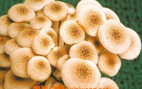 真姬菇的功效和作用 真姬菇的做法步骤教程