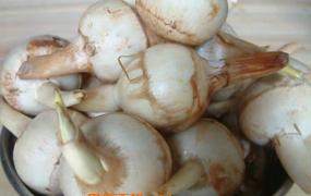 慈菇的功效和作用 慈菇的做法步骤教程