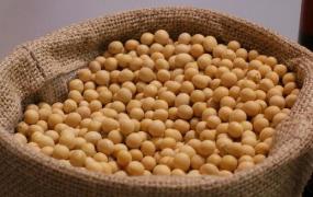 大豆的营养价值与功效 常吃大豆的好处