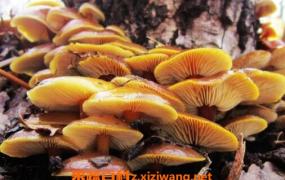 小黄蘑菇的功效和作用 小黄蘑菇的做法步骤教程