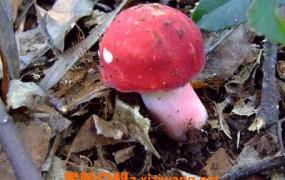 如何区分红菇与毒红菇