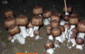 武夷山长寿菇的功效和作用 武夷山长寿菇的做法步骤教程
