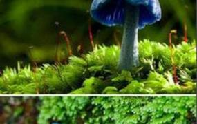 天蓝蘑菇的功效和作用 天蓝蘑菇的做法步骤教程