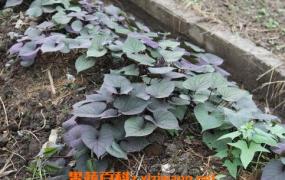 紫色红薯叶的功效和作用 紫色红薯叶能预防癌症