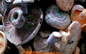 天鹅菇的功效和作用 天鹅菇的做法步骤教程