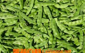 菜豆植物形态 生长特征和主要类型