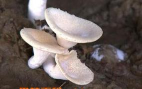 山珍虎奶菇的功效和作用 山珍虎奶菇的做法步骤教程