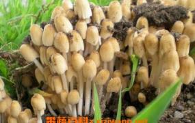 杨树蘑菇的功效与作用 杨树蘑菇的做法步骤教程