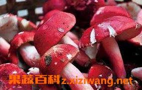 血红菇的功效与作用 血红菇的做法步骤教程