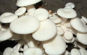 小白菇的功效与作用 小白菇的做法步骤教程