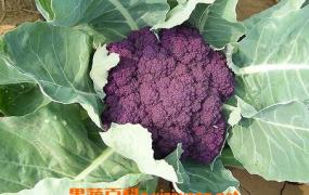 紫色花椰菜的营养价值 吃紫色花椰菜的好处
