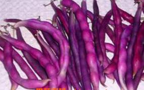 紫色豆角的营养价值 吃紫色豆角的好处