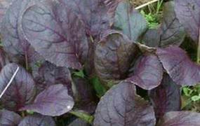 紫油菜和什么相克 紫油菜不能和什么一起吃