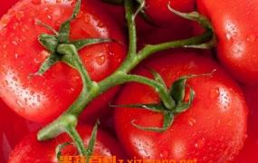 吃西红柿的好处与功效作用