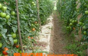 北方露天西红柿种植技术