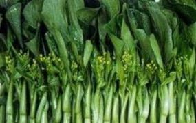 白油菜苔的功效和营养价值