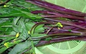 吃紫菜苔有什么好处 吃紫菜苔的功效与作用