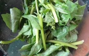 油菜苔如何腌制 韩国油菜苔的腌制方法