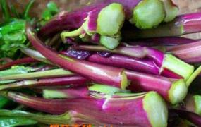 紫菜苔的功效与作用